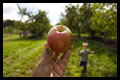 Apple picking