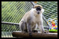 Carie's Zoo